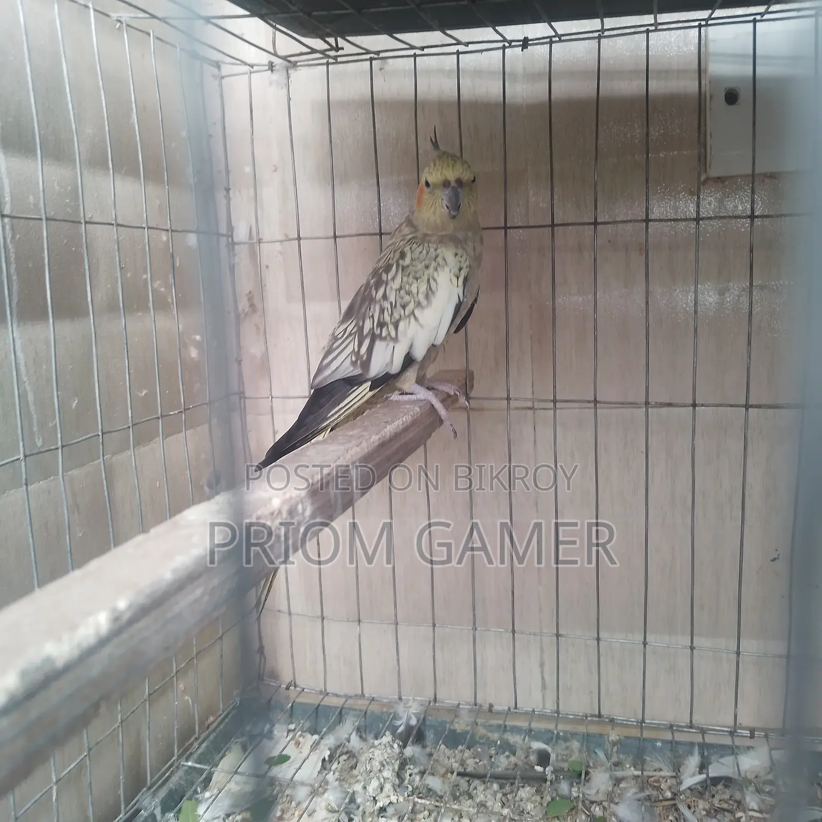 Female Cockatiel