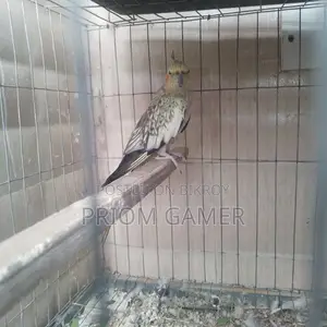 Female Cockatiel