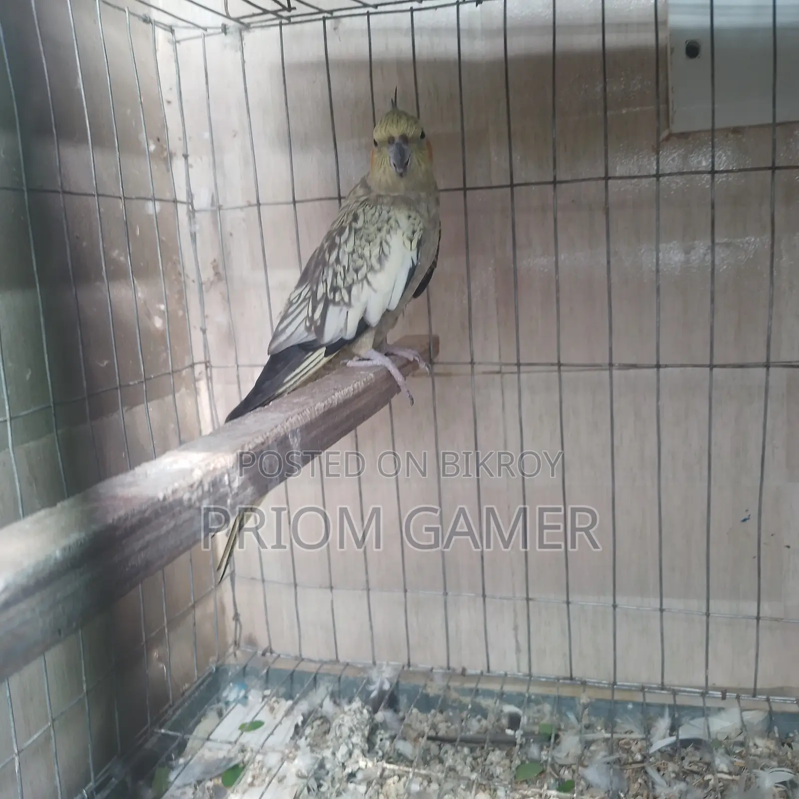 Female Cockatiel