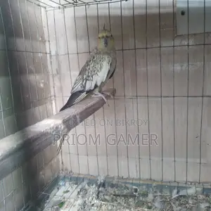 Female Cockatiel