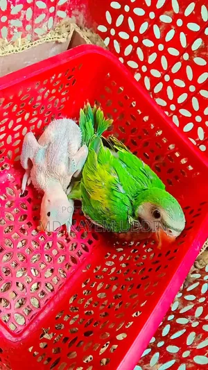 Tota Parot Baby