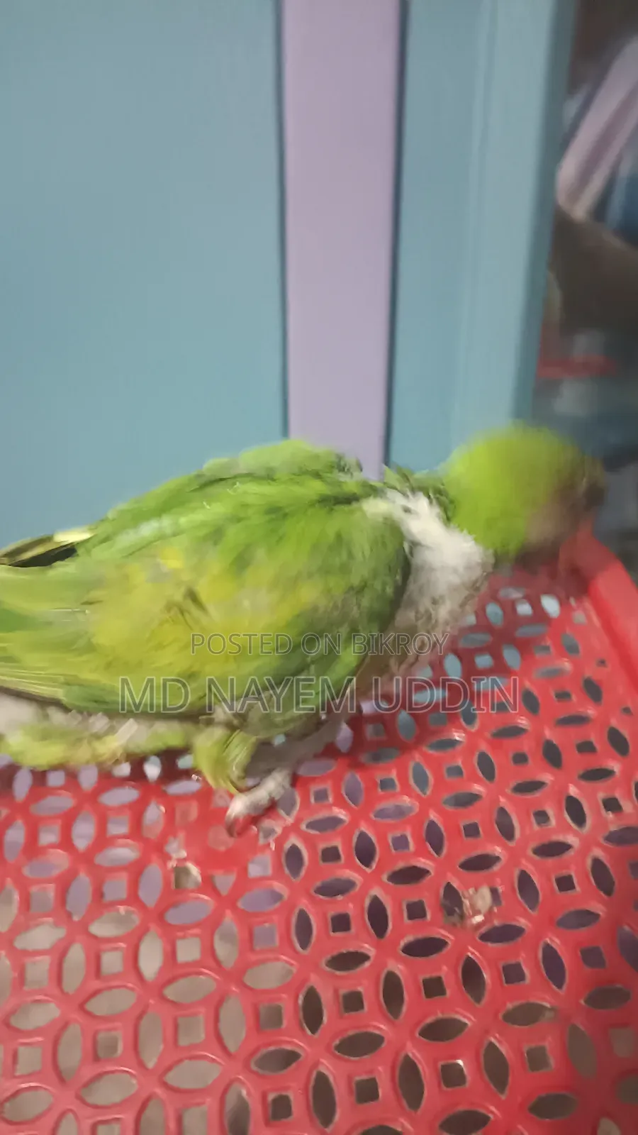 Parrot Baby