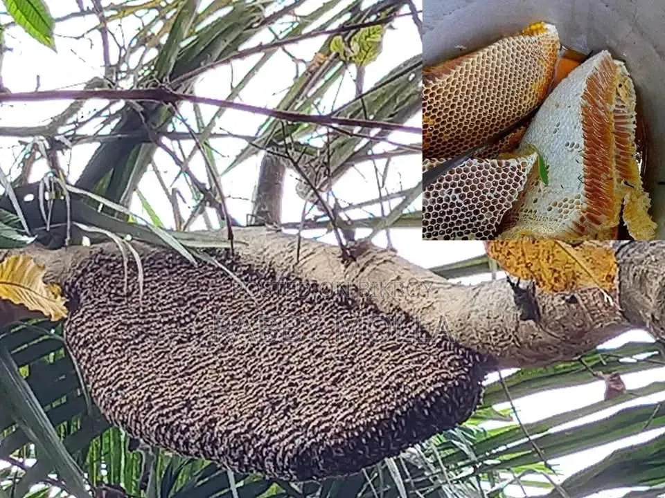 মধুর চাক কাটা হয় আমরা কেটে দিব এসে আপনার কিছু লাগবে না শুধু পারমিশন