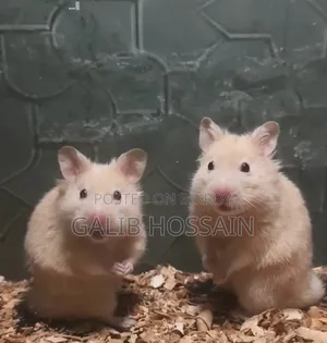 Hamster in Shamoli