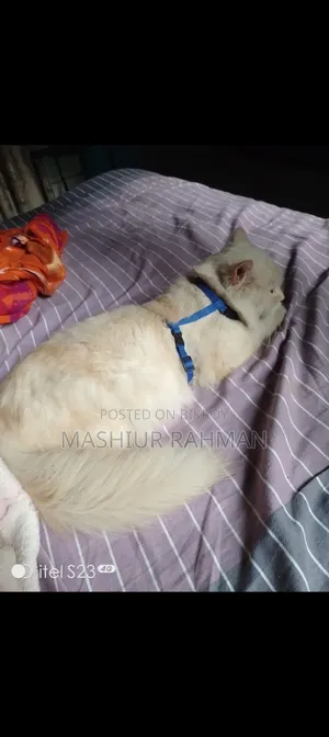1+ Year Male Mixed Breed Exotic