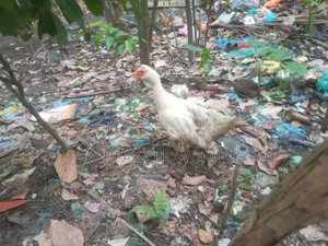 চীনা হাঁস Running