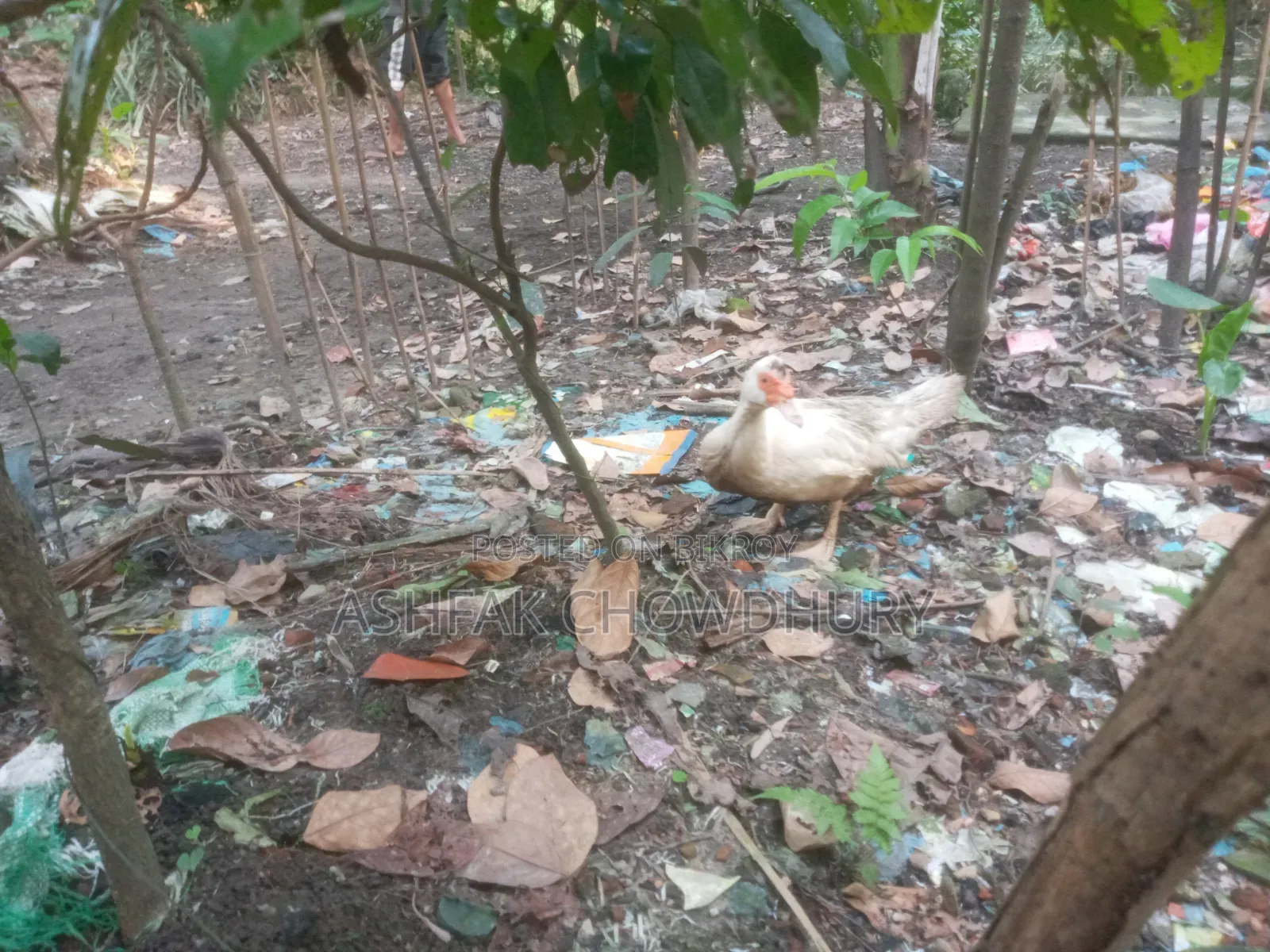 চীনা হাঁস Running