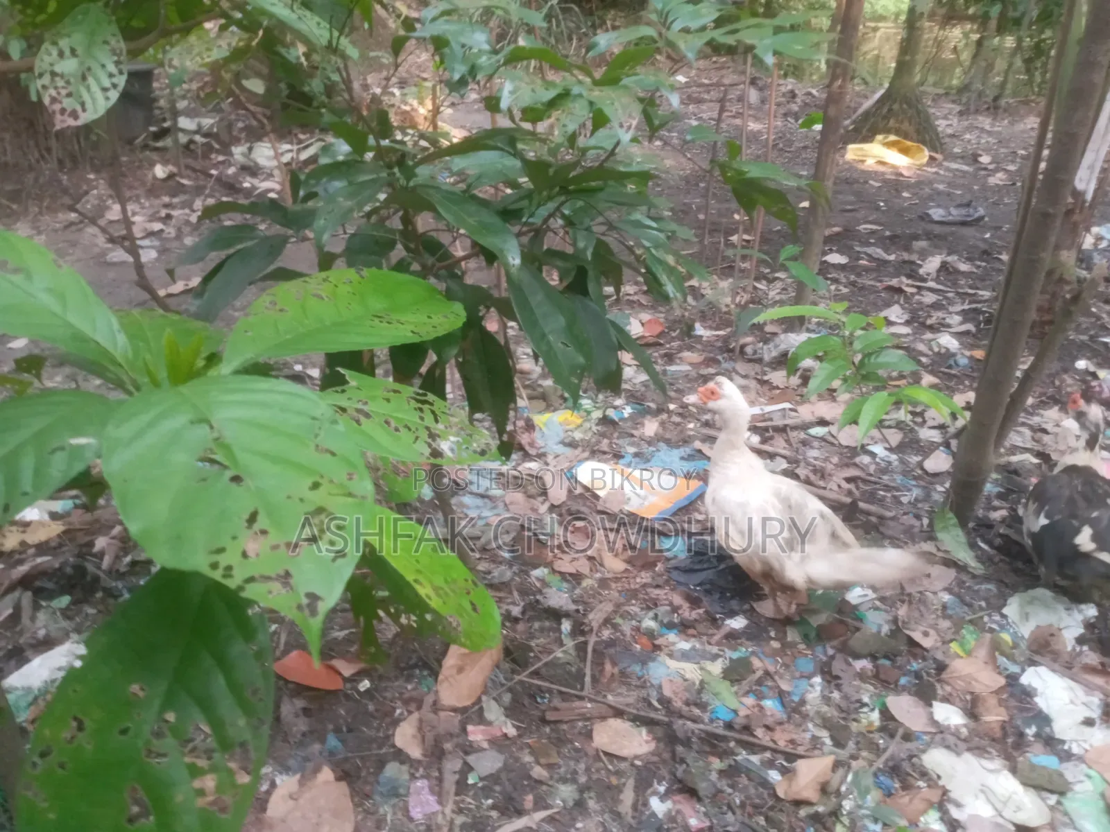 চীনা হাঁস Running