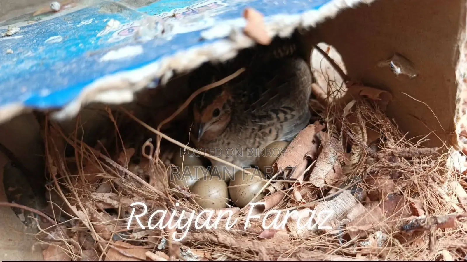 কিং কোয়েল পাখি