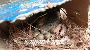 কিং কোয়েল পাখি