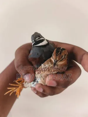 কিং কোয়েল পাখি