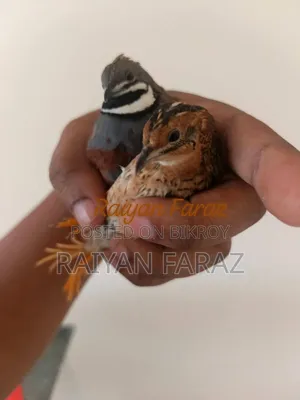 King Quail