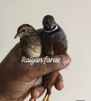 King Quail