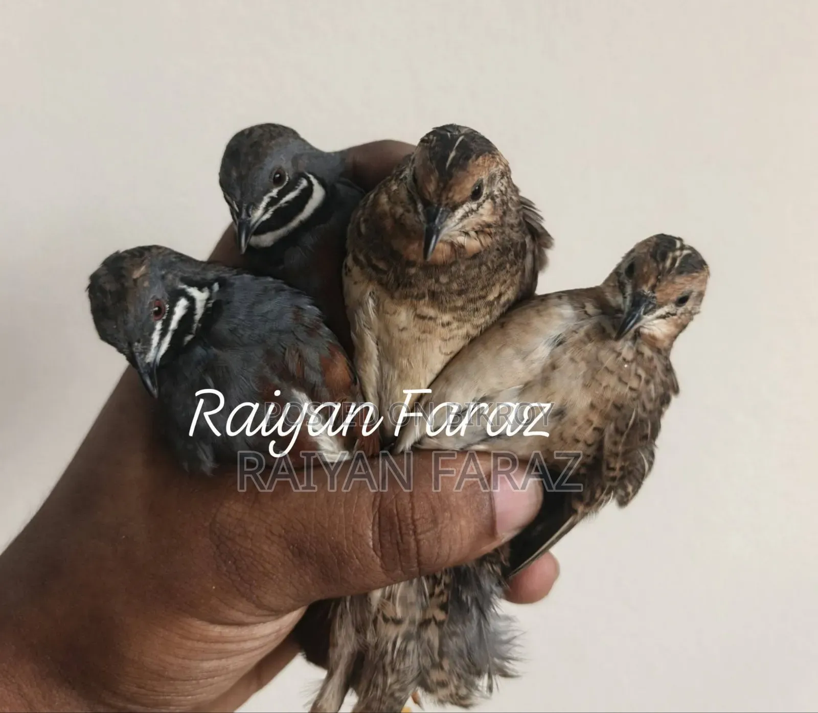 King Quail