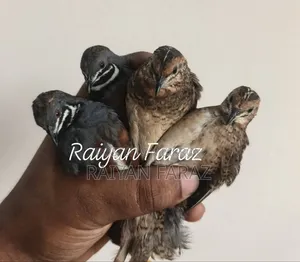 King Quail