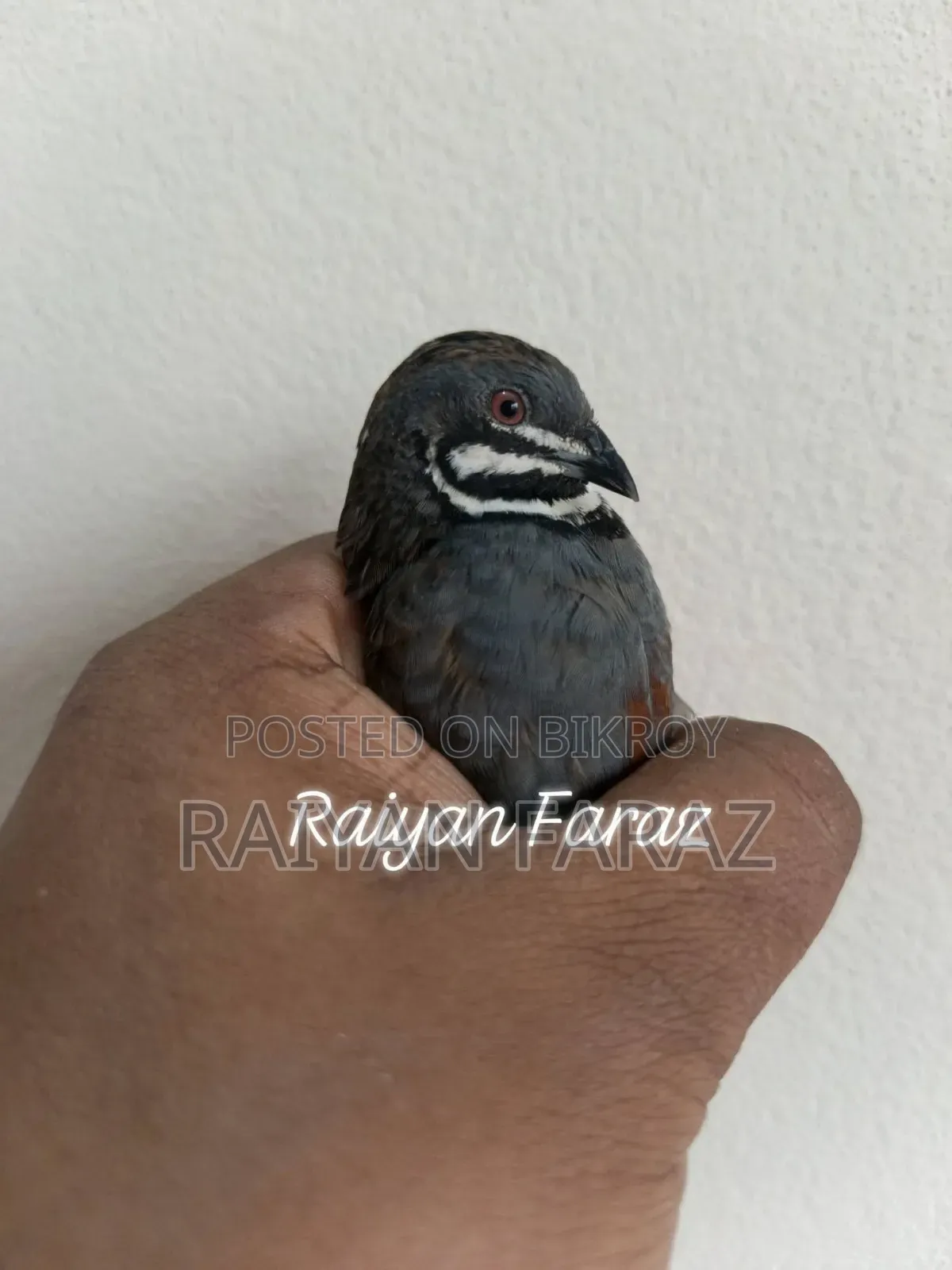 King Quail