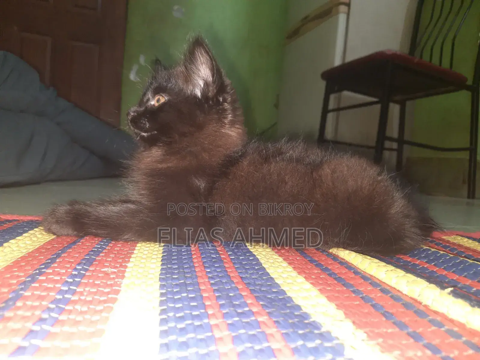 1-3 Months Male Purebred Persian Cat