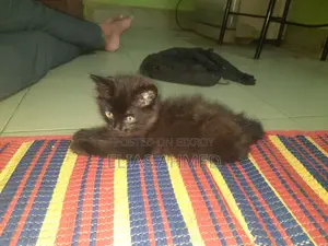 1-3 Months Male Purebred Persian Cat