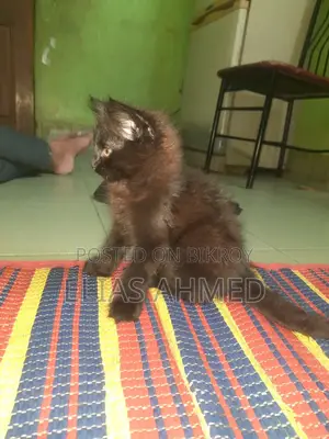 1-3 Months Male Purebred Persian Cat