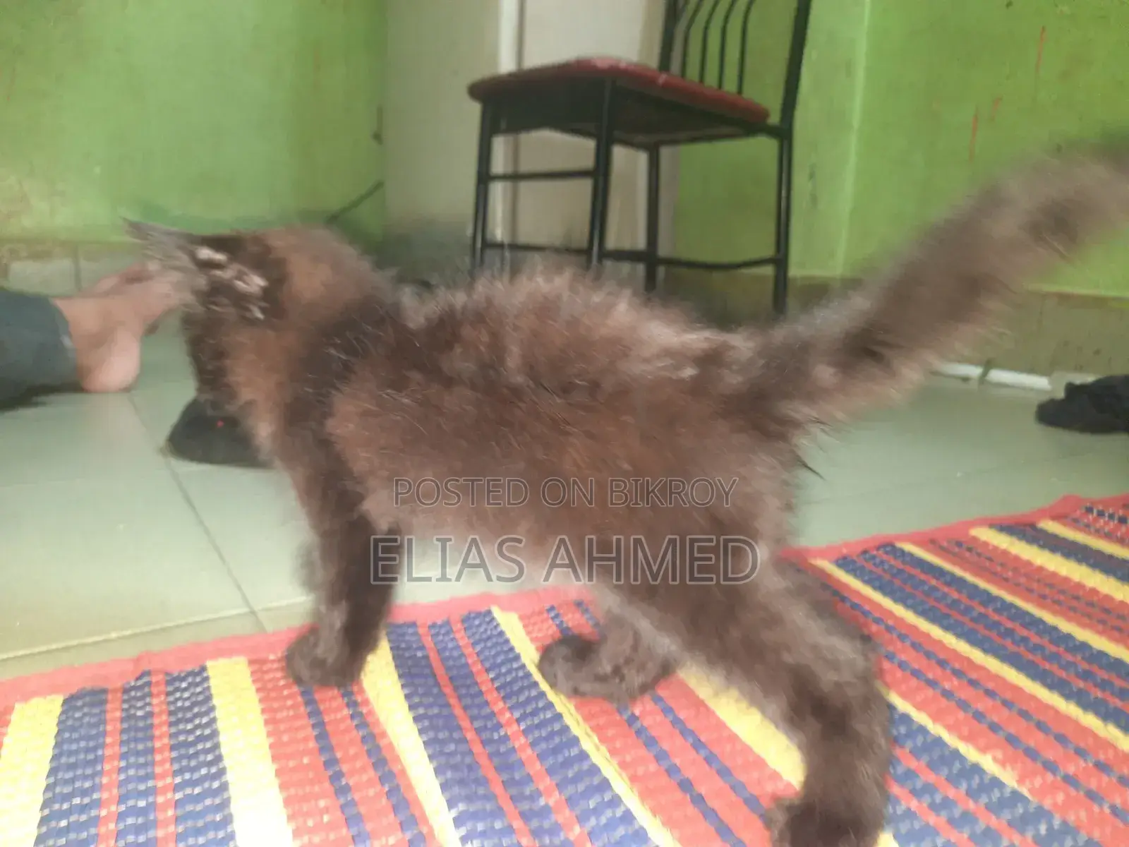 1-3 Months Male Purebred Persian Cat