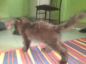1-3 Months Male Purebred Persian Cat