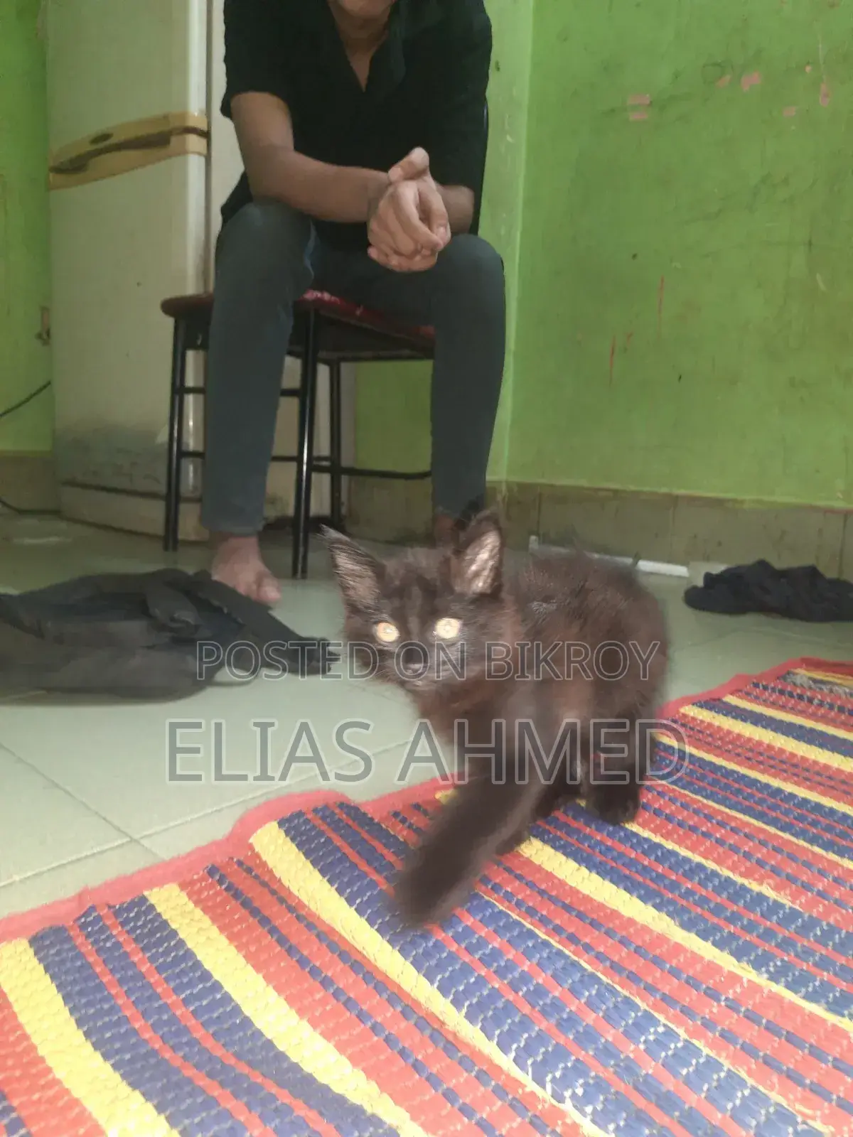 1-3 Months Male Purebred Persian Cat