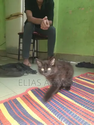 1-3 Months Male Purebred Persian Cat