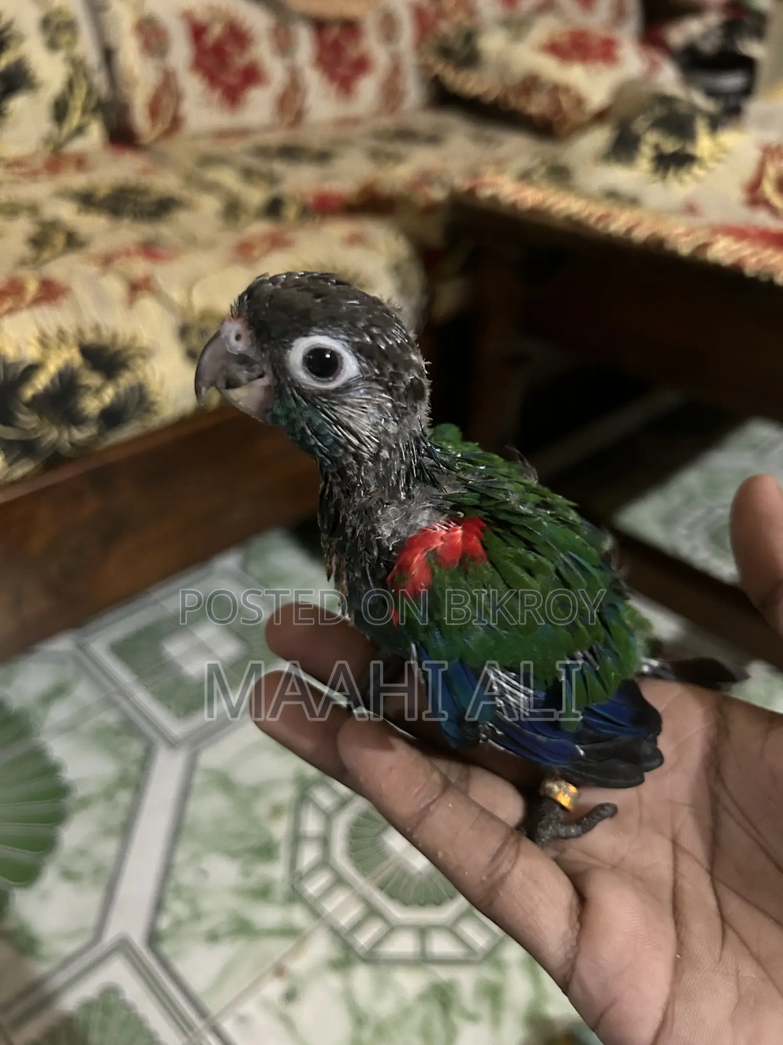 টেম সাইজ বেবি পাখি বিক্রির জন্য
