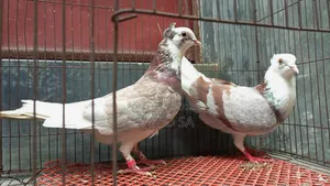 Red Raj Golla Pigeon Milli