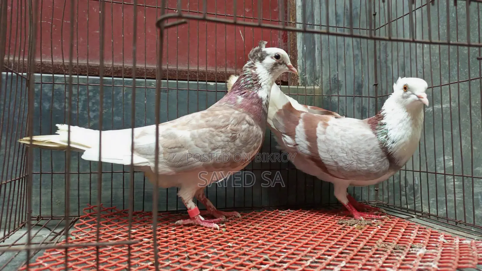 Red Raj Golla Pigeon Milli