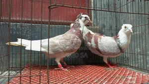 Red Raj Golla Pigeon Milli