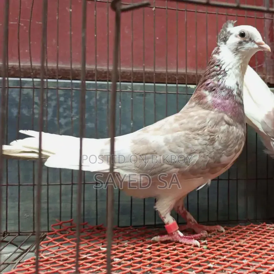 Red Raj Golla Pigeon Milli