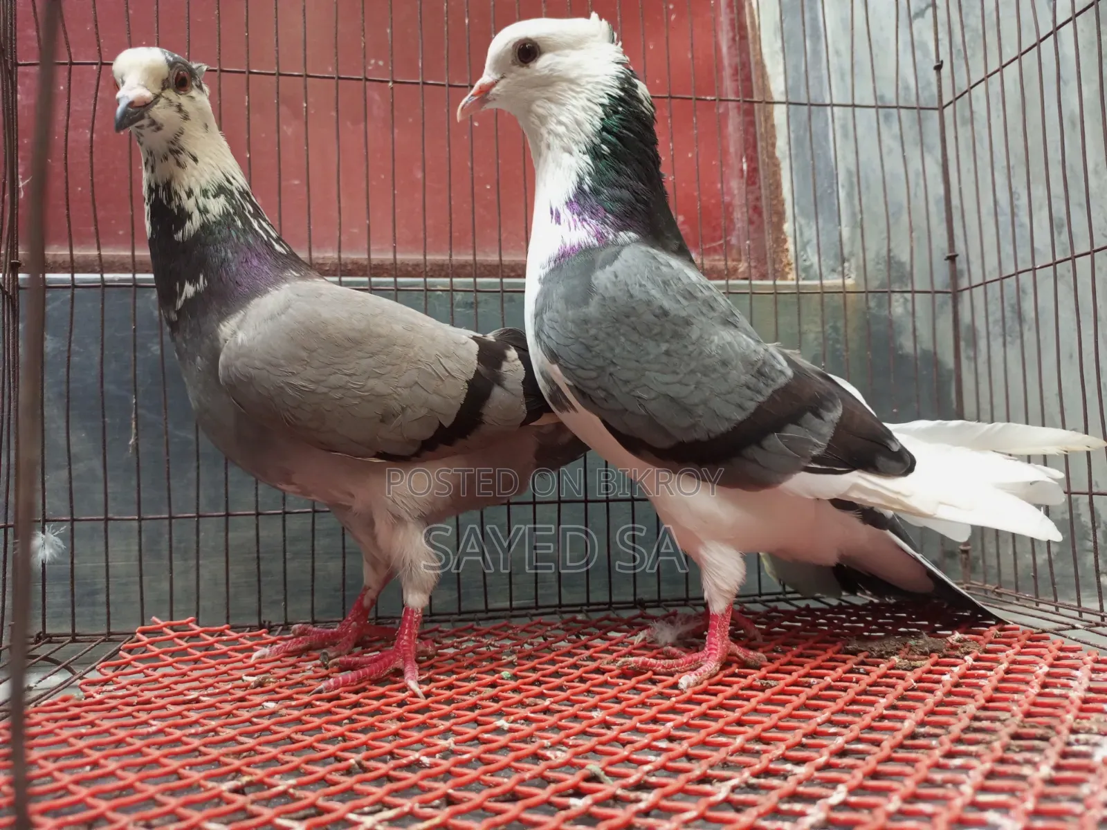 Akashi Raj Golla Pigeon