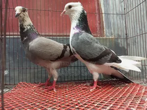 Akashi Raj Golla Pigeon