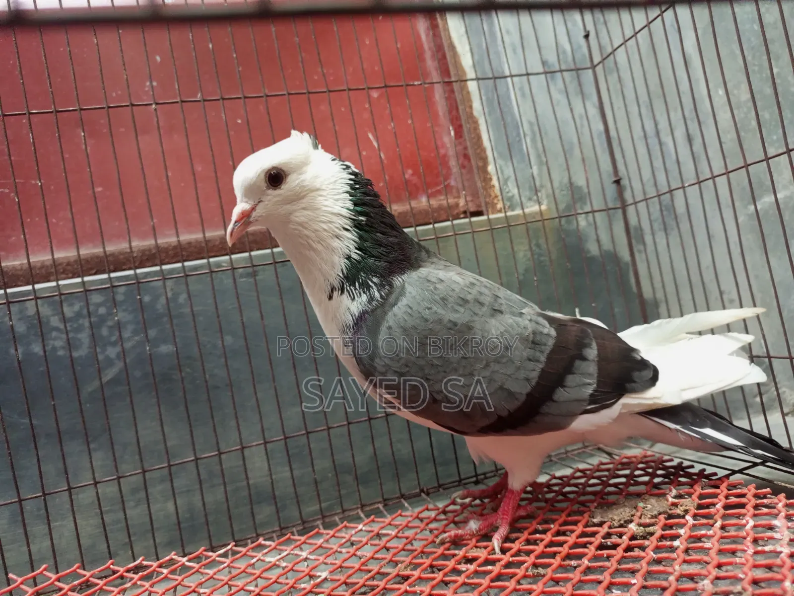Akashi Raj Golla Pigeon