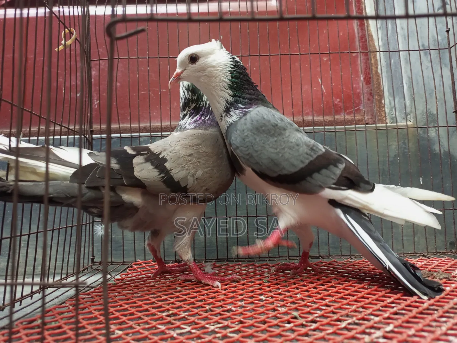 Akashi Raj Golla Pigeon
