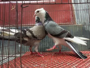 Akashi Raj Golla Pigeon
