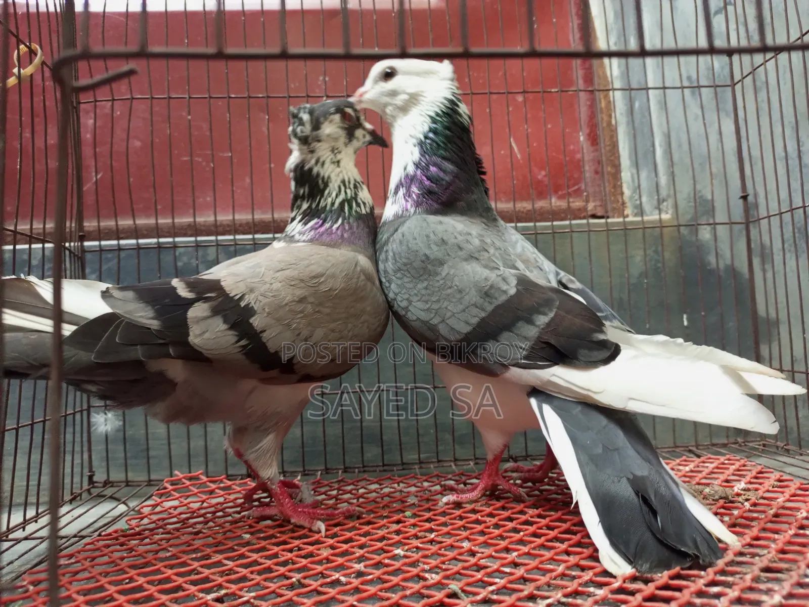 Akashi Raj Golla Pigeon
