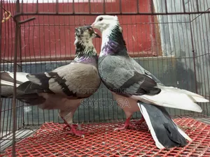 Akashi Raj Golla Pigeon