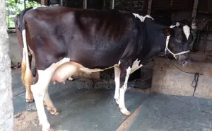 ১২৪৮ নং উন্নত জাতের গাভী বিক্রয় হবে ।