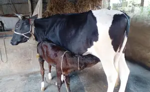 ১২৪৯ নং গাভী গরু নিঃসন্ধেহে ভালো হবে।