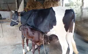 ১২৪৯ নং গাভী গরু নিঃসন্ধেহে ভালো হবে।
