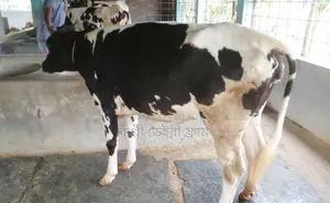 ১২৫০নং উন্নত জাতের বকনা বিক্রয় হবে ।