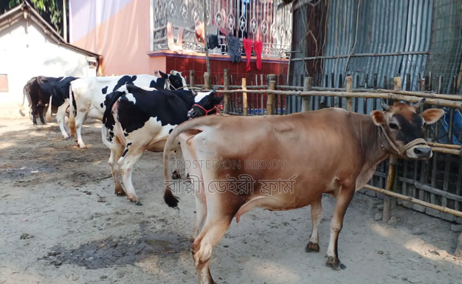 ১২৫১ নং বাছাইকৃত ৬টি গাভী গরু অল্প দামে বিক্রয় হবে ।