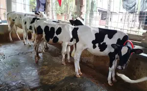 ১২৫২নং বাছাইকৃত ৫টি বকনা বিক্রয় হবে অল্প দামে।