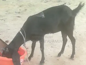 বাড়িতে পালা সুস্থ দেশী ছাগী