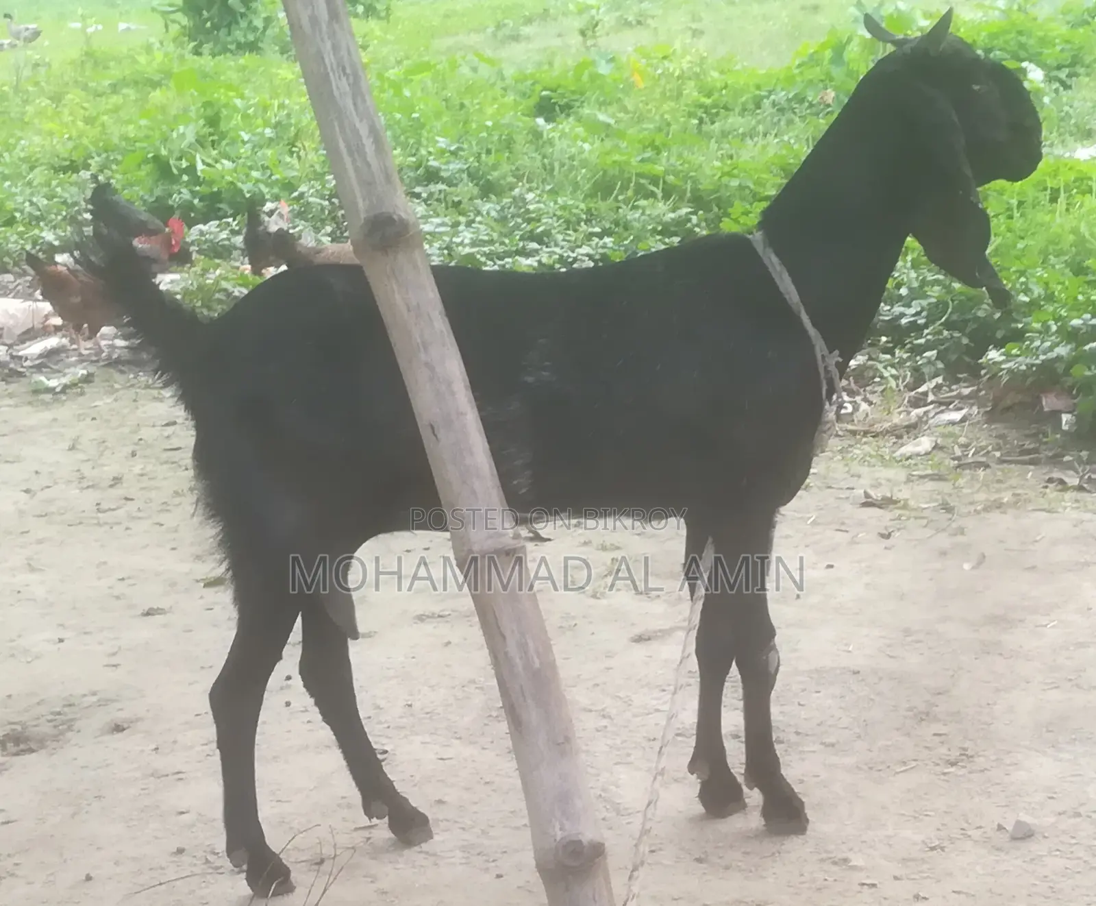 বাড়িতে পালা সুস্থ দেশী ছাগী