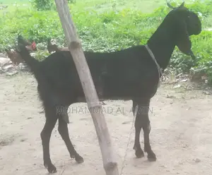বাড়িতে পালা সুস্থ দেশী ছাগী