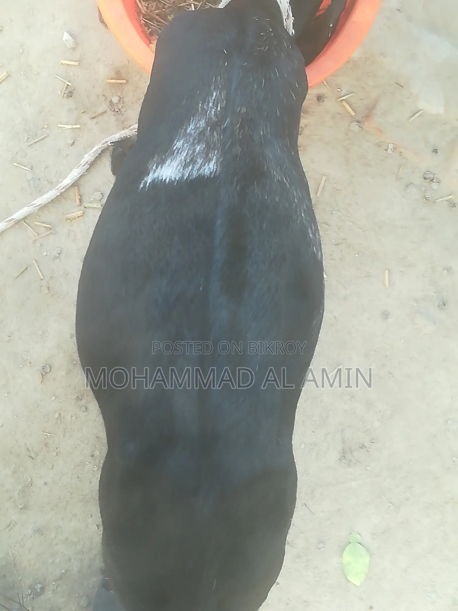 বাড়িতে পালা সুস্থ দেশী ছাগী