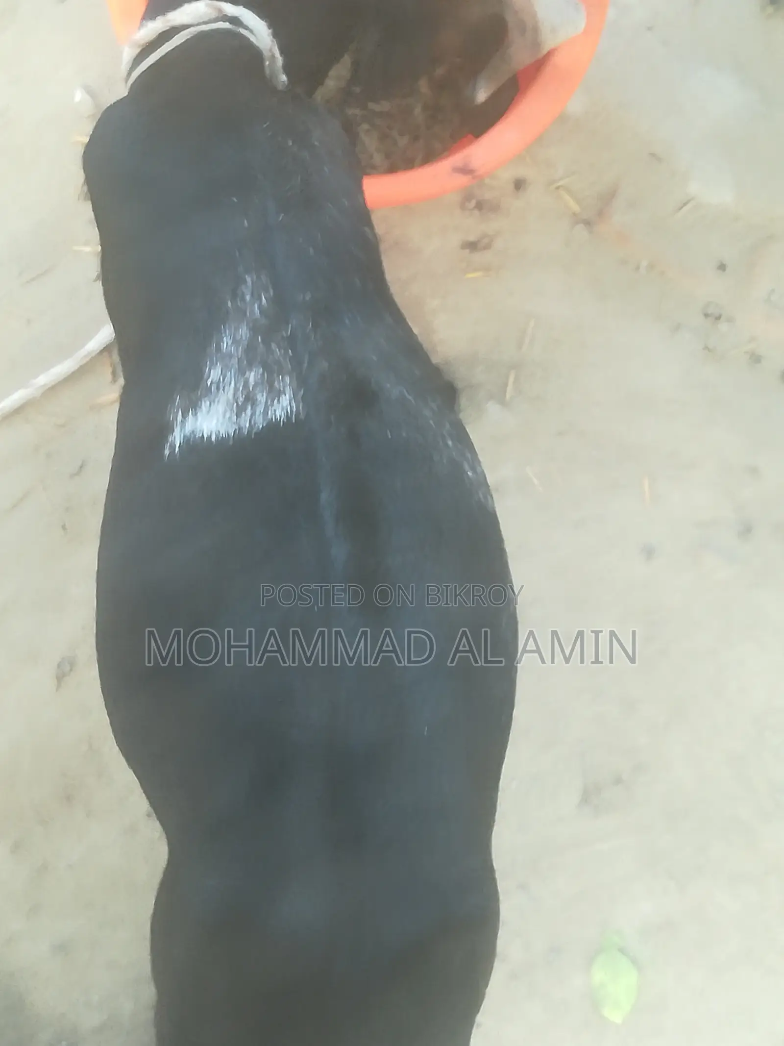 বাড়িতে পালা সুস্থ দেশী ছাগী